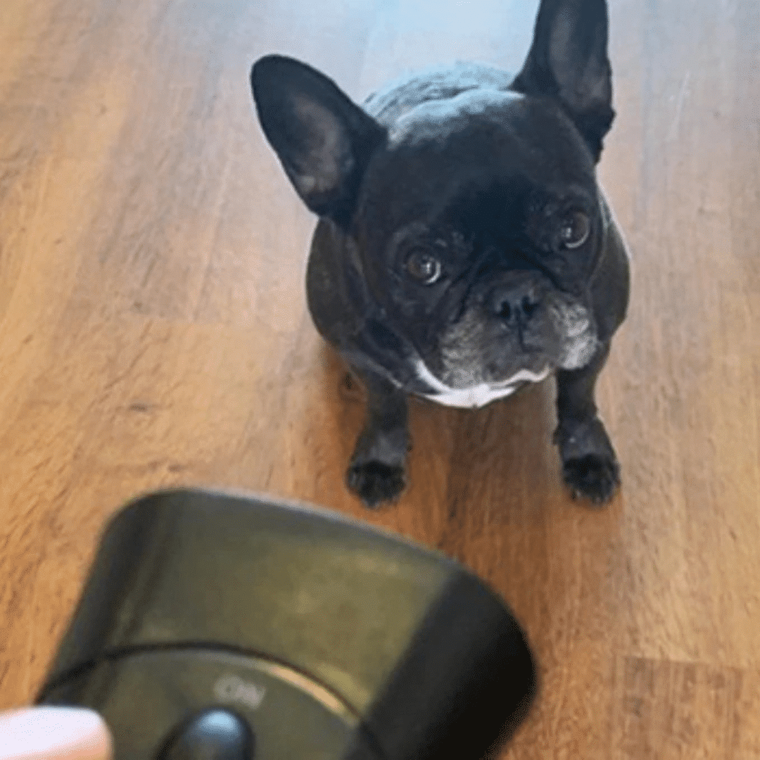 PetGentle Dog Trainer (Official Retailer) 2025